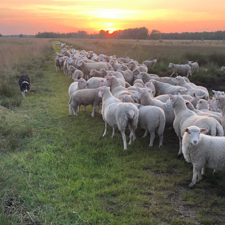 Schafe-der-Moorschäferei